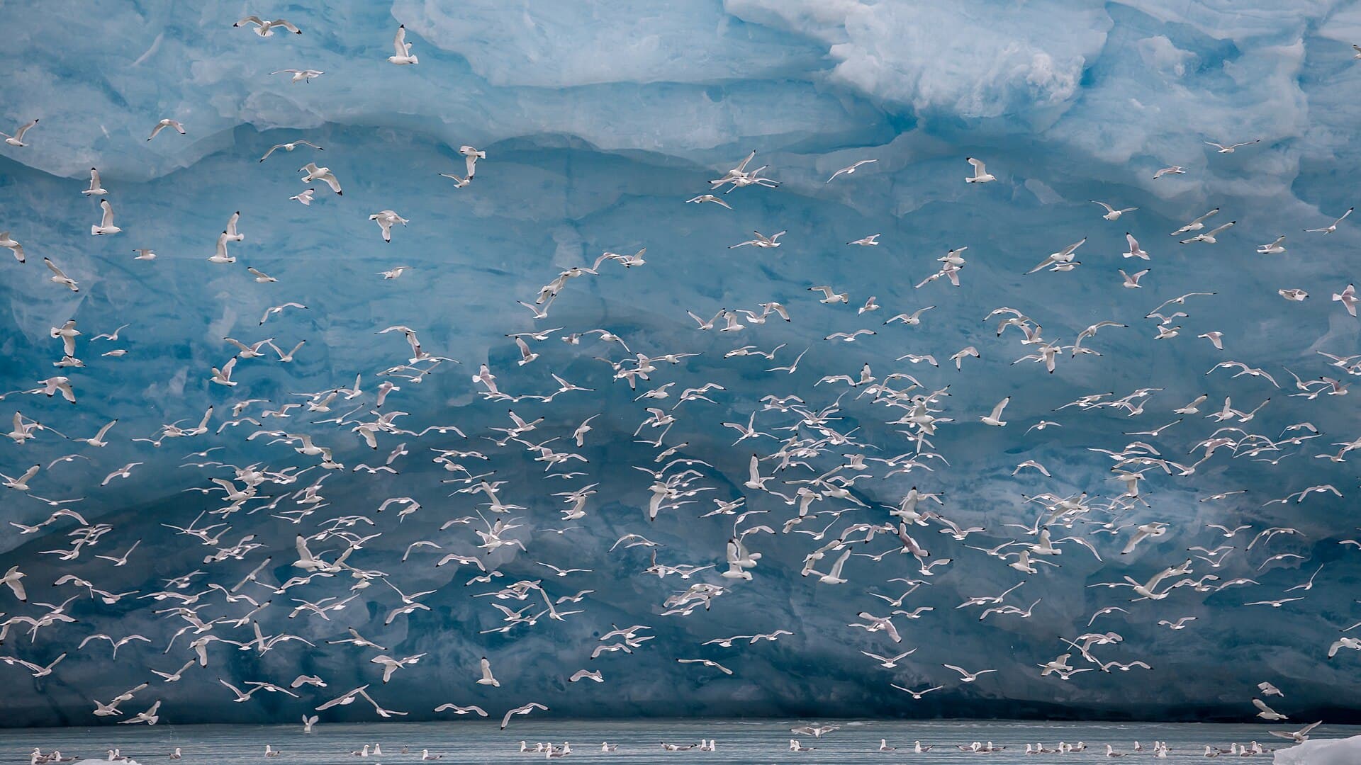 Glace arctique et paysage de glacier